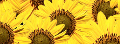 245x90banner
